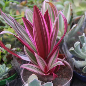 Comprar o produto de Abacaxi- Roxo em A Classificar em Botucatu, SP por Solutudo