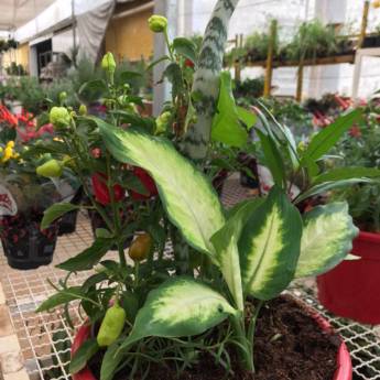 Comprar o produto de 7 Ervas  em Floriculturas pela empresa Botucatu Garden em Botucatu, SP por Solutudo