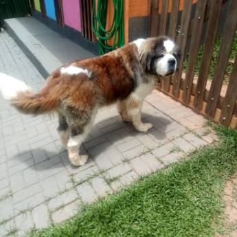 Comprar o produto de Cães de Porte Gigante em Hospedagem em Atibaia, SP por Solutudo