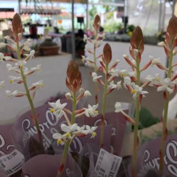 Comprar o produto de Orquídea Ludisia  em Floriculturas pela empresa Botucatu Garden em Botucatu, SP por Solutudo