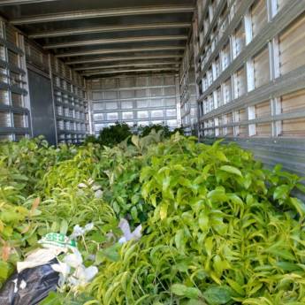 Comprar o produto de Comércio de Mudas Nativas – Souza Jardinagem em Santa Cruz do Rio Pardo em Jardinagem em Santa Cruz do Rio Pardo, SP por Solutudo