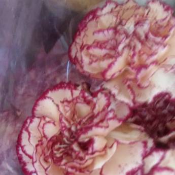 Comprar o produto de Flor em A Classificar em Bauru, SP por Solutudo