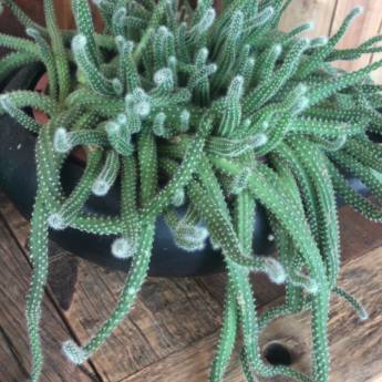 Comprar o produto de CACTO AMENDOIM em Decoração - Objeto para Decoração em Americana, SP por Solutudo