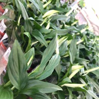 Comprar o produto de  lírio-da-paz em Floriculturas em Botucatu, SP por Solutudo