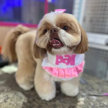 Comprar o produto de Tosas Profissionais em Pinhais – Beleza e Conforto para seu Pet em Pet Shop em Pinhais, PR por Solutudo