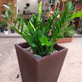 Comprar o produto de Arranjo vaso com planta ambiente interno Zamioculca em Peças Decorativas em Jundiaí, SP por Solutudo