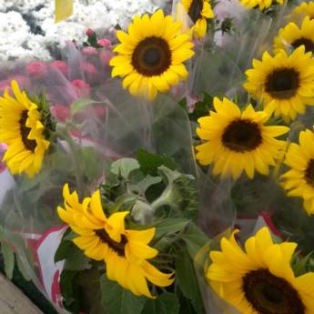 Comprar o produto de Girassol  em Floriculturas pela empresa Botucatu Garden em Botucatu, SP por Solutudo