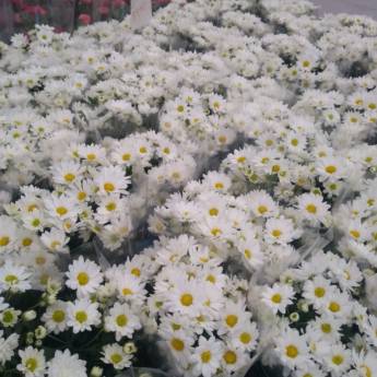 Comprar o produto de Crisantemo  em Floriculturas pela empresa Botucatu Garden em Botucatu, SP por Solutudo