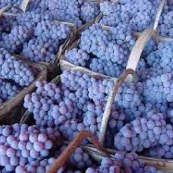 Comprar o produto de Uva niagara direto do produtor em Alimentos em Jundiaí, SP por Solutudo