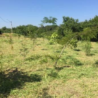 Comprar o produto de Reflorestamento em Nossos Serviços em Americana, SP por Solutudo