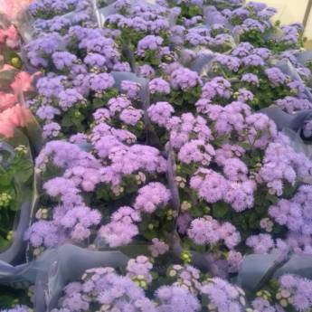 Comprar o produto de Ageratum em A Classificar em Botucatu, SP por Solutudo
