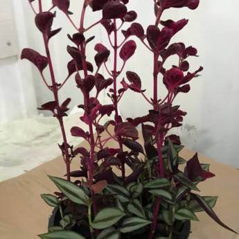 Comprar o produto de Arranjo de Flor  em Decoração - Objeto para Decoração em Americana, SP por Solutudo