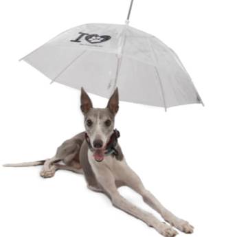 Comprar o produto de Guarda-chuva para pet em Roupas e Acessórios pela empresa Escritório Ampulheta AR - Consultorias e Serviços de Imagem Pessoal e Moda em Botucatu, SP por Solutudo