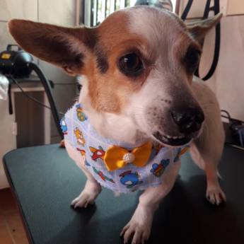 Comprar o produto de Banho e Tosa em Pet Shop em Mineiros, GO por Solutudo