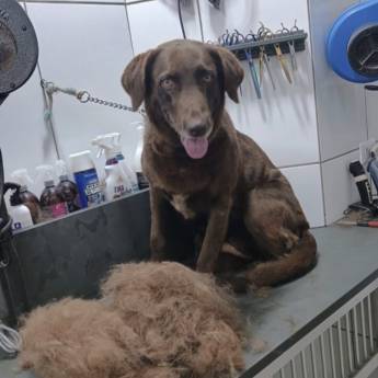 Comprar o produto de Carding em Três Lagoas – Tosa Especializada para Pets em Clínicas Veterinárias em Três Lagoas, MS por Solutudo