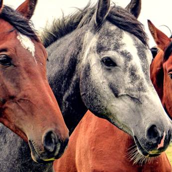 Comprar o produto de Tópicos para Cavalos em Equinos pela empresa FarVet Farmácia Veterinária Atibaia em Atibaia, SP por Solutudo