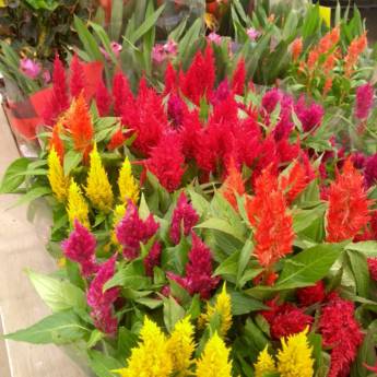 Comprar o produto de Celósia  em Floriculturas pela empresa Botucatu Garden em Botucatu, SP por Solutudo