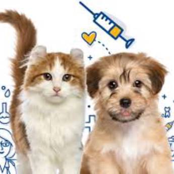Comprar o produto de Vacina Cães e Gatos em Animais em Americana, SP por Solutudo