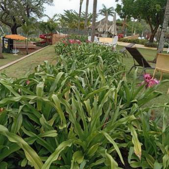 Comprar o produto de Manutenção de Jardins em Avaré | Danilo Pereira Jardinagem em Jardinagem em Avaré, SP por Solutudo