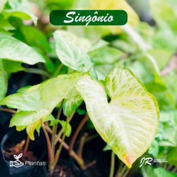Comprar o produto de Planta Singônio em Plantas em Americana, SP por Solutudo