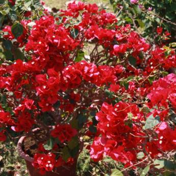 Comprar o produto de Primavera  em A Classificar em Botucatu, SP por Solutudo