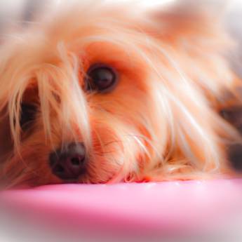 Comprar o produto de book de animais de estimação em Animais em Jundiaí, SP por Solutudo