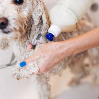 Comprar o produto de Condicionador para Cachorro em Higiene e Limpeza em Bom Jesus dos Perdões, SP por Solutudo