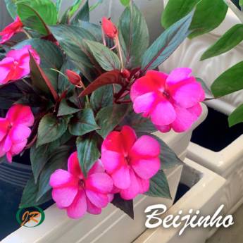 Comprar o produto de Flor Beijinho em Plantas pela empresa JR Gramas & Paisagismo em Americana, SP por Solutudo