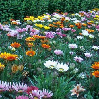 Comprar o produto de Gazânia (Gazania rigens) em Outros em Ourinhos, SP por Solutudo