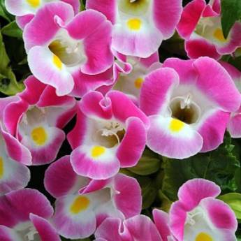 Comprar o produto de Torrênia (Torenia fournieri) em Outros em Ourinhos, SP por Solutudo