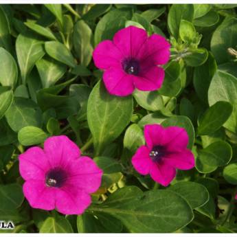 Comprar o produto de Petúnia (Petunia juss) em Outros em Ourinhos, SP por Solutudo