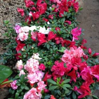 Comprar o produto de Mini azaleia (Rhododendron catawbiense) em Outros em Ourinhos, SP por Solutudo