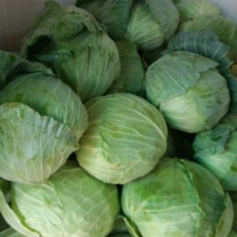 Comprar o produto de Repolho em Avaré em Alimentos e Bebidas em Avaré, SP por Solutudo