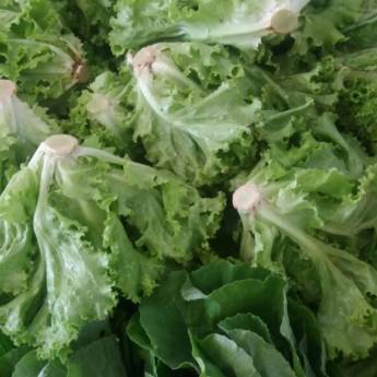 Comprar o produto de Alface em Avaré em Alimentos e Bebidas em Avaré, SP por Solutudo