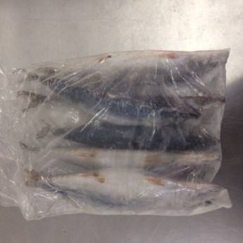 Comprar o produto de Sardinha congelada em Avaré em Alimentos e Bebidas em Avaré, SP por Solutudo