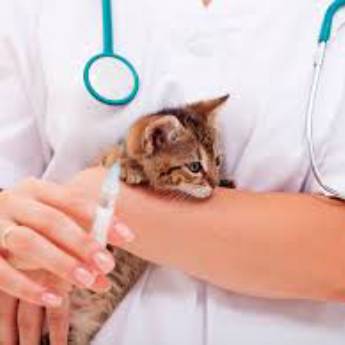 Comprar o produto de Vacinação de Gatos em Outros Serviços em Itatiba, SP por Solutudo
