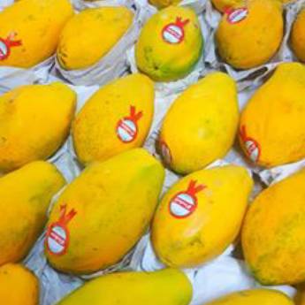 Comprar o produto de Mamão Papaya em A Classificar em Boituva, SP por Solutudo