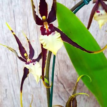 Comprar o produto de Orquídea em A Classificar em Boituva, SP por Solutudo