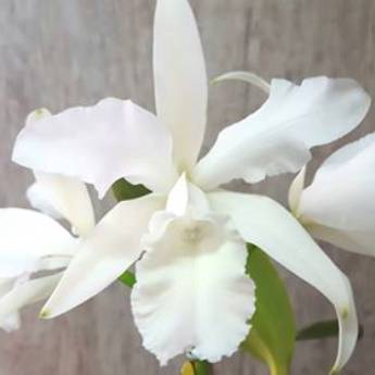Comprar o produto de Orquídea inteira branca em A Classificar em Boituva, SP por Solutudo