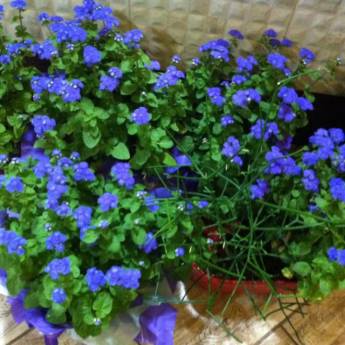 Comprar o produto de Flores em A Classificar em Itatiba, SP por Solutudo