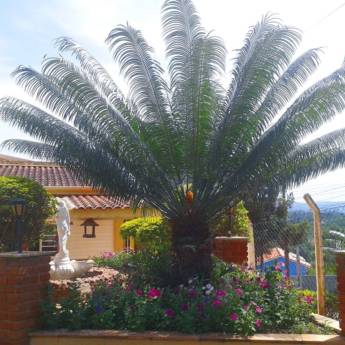 Comprar o produto de Primavera na Pousada em A Classificar em Itatiba, SP por Solutudo