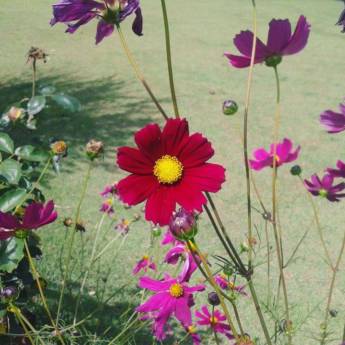 Comprar o produto de Primavera na Pousada em A Classificar em Itatiba, SP por Solutudo