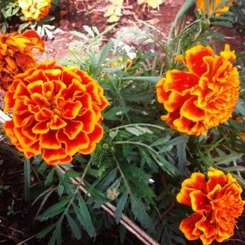 Comprar o produto de Primavera na Pousada em A Classificar em Itatiba, SP por Solutudo