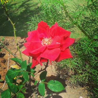 Comprar o produto de Primavera na Pousada em A Classificar em Itatiba, SP por Solutudo