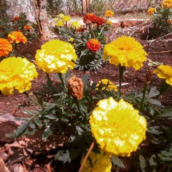 Comprar o produto de Primavera na Pousada em A Classificar em Itatiba, SP por Solutudo