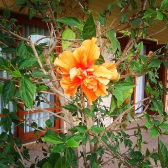 Comprar o produto de Primavera na Pousada em A Classificar em Itatiba, SP por Solutudo