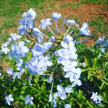 Comprar o produto de Primavera na Pousada em A Classificar em Itatiba, SP por Solutudo