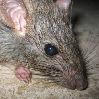 Comprar o produto de Matar Rato em Avaré em Outros Serviços em Avaré, SP por Solutudo