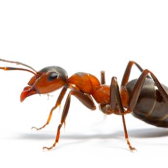 Comprar o produto de Matar formigas em Avaré em Outros Serviços em Avaré, SP por Solutudo