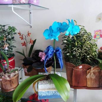 Comprar o produto de Flores Diversas em A Classificar em Itatiba, SP por Solutudo